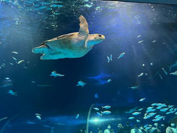 島根県立 しまね海洋館に投稿された画像（2022/5/3）