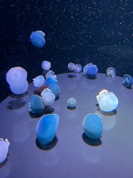 島根県立 しまね海洋館に投稿された画像（2022/5/3）