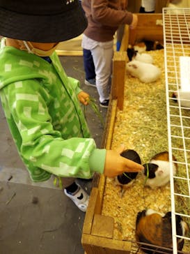 八ヶ岳アルパカ牧場に投稿された画像（2022/5/3）