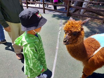 八ヶ岳アルパカ牧場に投稿された画像（2022/5/3）