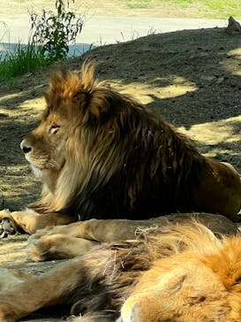 群馬サファリパークに投稿された画像（2022/5/3）