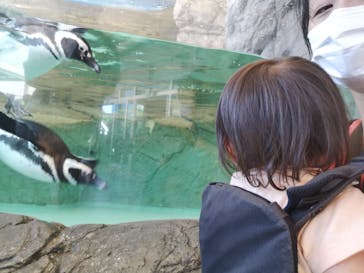しながわ水族館に投稿された画像（2022/5/3）