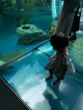 しながわ水族館に投稿された画像（2022/5/3）