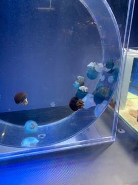 名古屋港水族館に投稿された画像（2022/5/3）