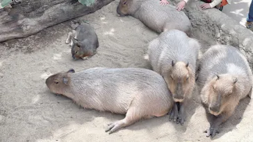 神戸どうぶつ王国に投稿された画像（2022/5/3）