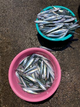 安良里漁港 係船釣りに投稿された画像（2022/5/3）