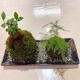 伊勢夫婦岩めおと横丁　めおと岩アクティビティに投稿された画像（2022/5/3）