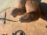 伊豆シャボテン動物公園に投稿された画像（2022/5/3）