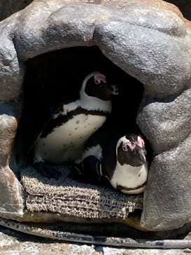 サンシャイン水族館に投稿された画像（2022/5/3）