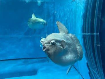 アクアワールド茨城県大洗水族館に投稿された画像（2022/5/3）