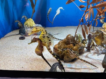 アクアワールド茨城県大洗水族館に投稿された画像（2022/5/3）