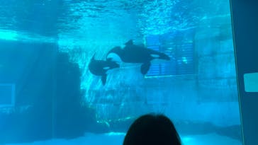 名古屋港水族館に投稿された画像（2022/5/3）