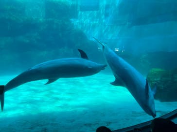 名古屋港水族館に投稿された画像（2022/5/3）