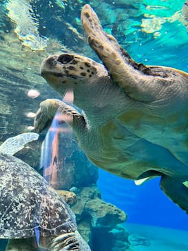 名古屋港水族館に投稿された画像（2022/5/3）