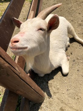 那須高原りんどう湖ファミリー牧場に投稿された画像（2022/5/3）