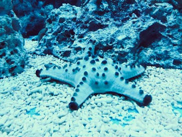 サンシャイン水族館に投稿された画像（2022/5/3）