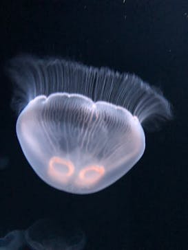 サンシャイン水族館に投稿された画像（2022/5/3）