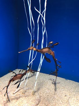 サンシャイン水族館に投稿された画像（2022/5/3）