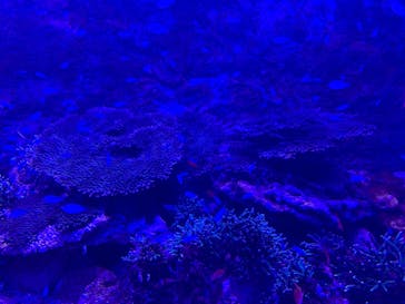 串本海中公園水族館に投稿された画像（2022/5/3）