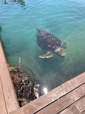 串本海中公園水族館に投稿された画像（2022/5/3）