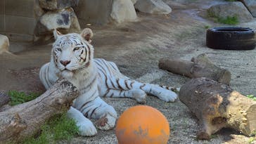 東武動物公園に投稿された画像（2022/5/3）