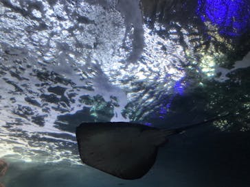 新江ノ島水族館に投稿された画像（2022/5/3）