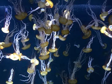 新江ノ島水族館に投稿された画像（2022/5/3）