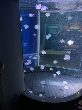 新江ノ島水族館に投稿された画像（2022/5/3）