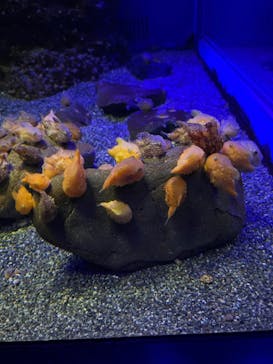 新江ノ島水族館に投稿された画像（2022/5/3）