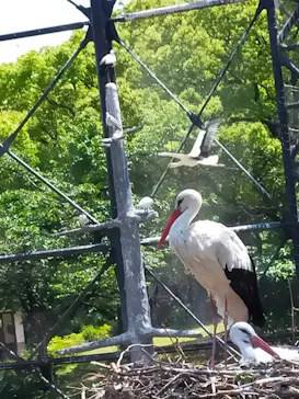 天王寺動物園に投稿された画像（2022/5/3）