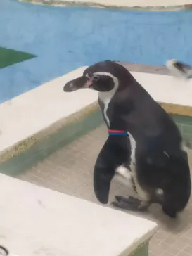 天王寺動物園に投稿された画像（2022/5/3）