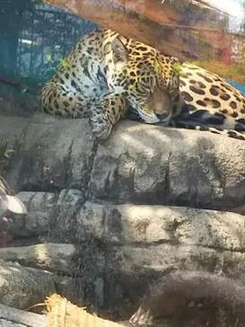 天王寺動物園に投稿された画像（2022/5/3）