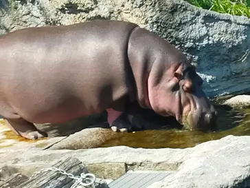 天王寺動物園に投稿された画像（2022/5/3）