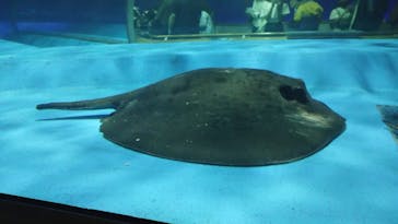 島根県立 しまね海洋館に投稿された画像（2022/5/3）