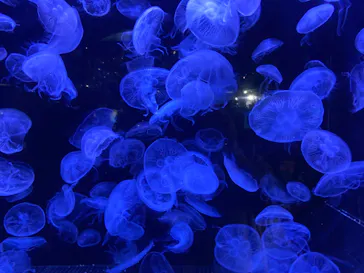 横浜・八景島シーパラダイスに投稿された画像（2022/5/3）