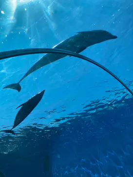 横浜・八景島シーパラダイスに投稿された画像（2022/5/3）