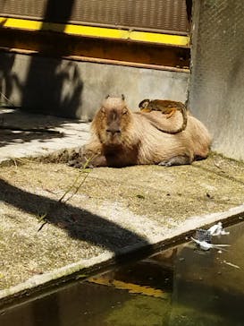 東武動物公園に投稿された画像（2022/5/3）