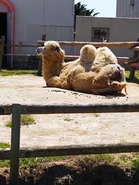 東武動物公園に投稿された画像（2022/5/3）