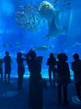 沖縄美ら海水族館に投稿された画像（2022/5/3）