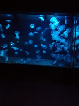 伊豆・三津シーパラダイスに投稿された画像（2022/5/3）