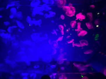 名古屋港水族館に投稿された画像（2022/5/3）