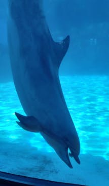 名古屋港水族館に投稿された画像（2022/5/3）