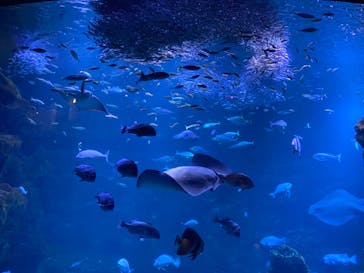 京都水族館に投稿された画像（2022/5/3）