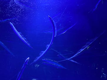 サンシャイン水族館に投稿された画像（2022/5/3）