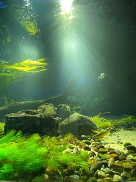 サンシャイン水族館に投稿された画像（2022/5/3）