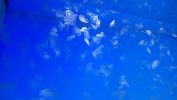 アクアワールド茨城県大洗水族館に投稿された画像（2022/5/3）