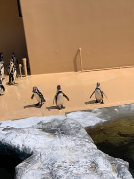 アクアワールド茨城県大洗水族館に投稿された画像（2022/5/3）