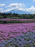 富士芝桜まつり(富士本栖湖リゾート)に投稿された画像（2022/5/3）
