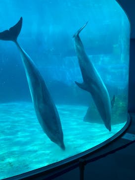 名古屋港水族館に投稿された画像（2022/5/3）