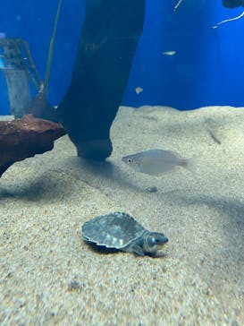 名古屋港水族館に投稿された画像（2022/5/3）